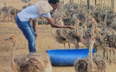 Ostrich Farming Thrives Down South, Why not Eastern region?