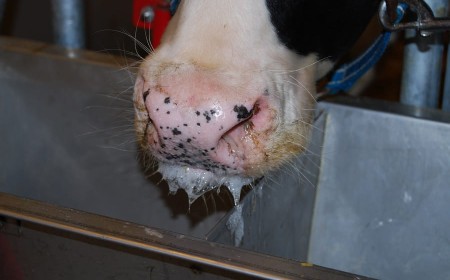 Kiambu Vets report FMD