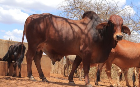 Animal Genetics for Sustainable Industry