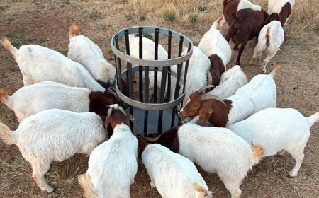 East African breeders set to  showcase elite, locally bred livestock alongside top-tier global lineages 