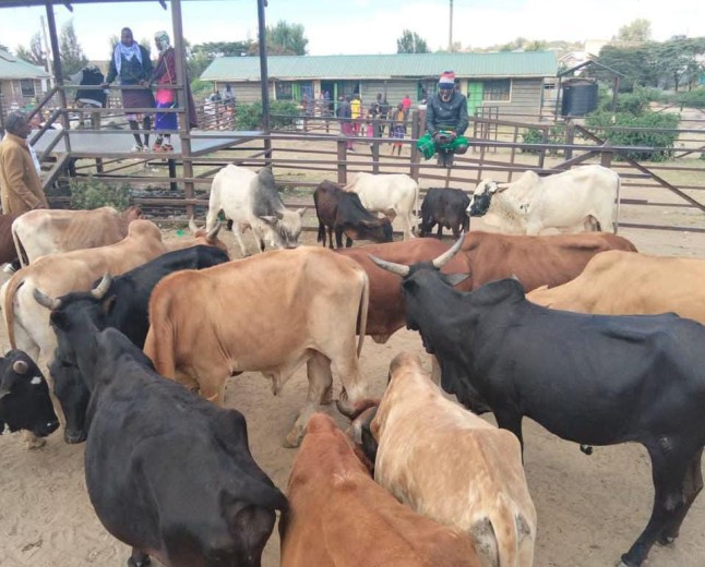 Livestock prices Depressed due to poor body condition