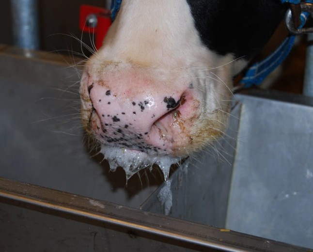 Kiambu Vets report FMD