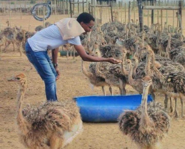 Ostrich Farming Thrives Down South, Why not Eastern region?