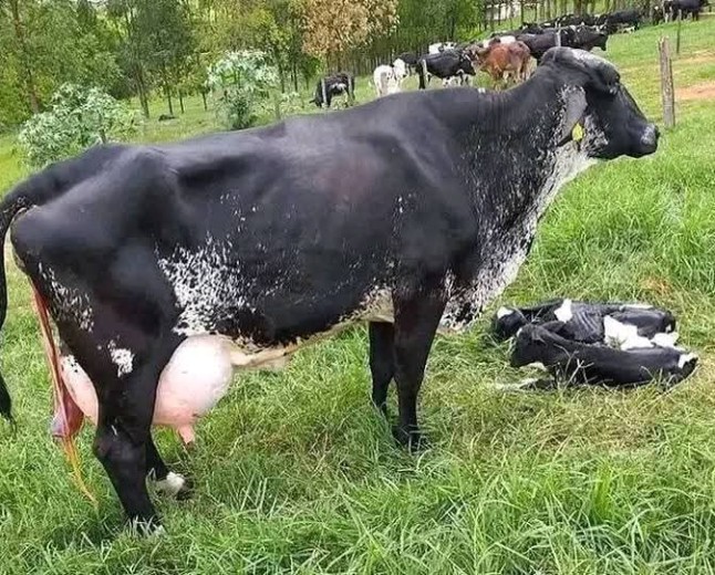 Girolando